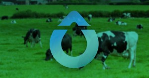 plodnost goveda, sensetime, pametna ušesna znamka za spremljanje plodnost goveda