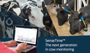 sensetime, pametna ušesna znamka za spremljanje plodnost goveda