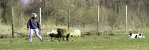 solanje ovčarskih psov, zganjanje ovc, sheepdog toys - fly border collie - sheep herding