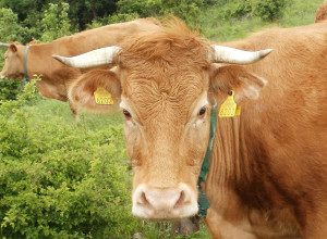 usesne znamke, USESNA ZNAMKA, ušesna znamka, ušesne številke za govedo