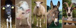 nasveti za živinorejce, govedo, ovce, koze, prašiči, osli