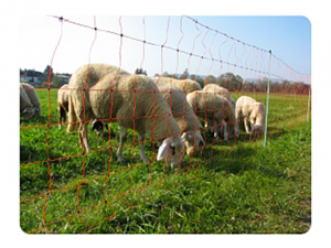elektromreža za ovce, 90cm visoka električna mreža za drobnico, električni pastir, gallagher slovenija, kmetijski zavod bric