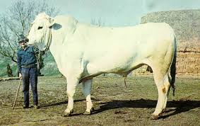 chianina, največje govedo na svetu, bric.si