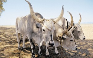 maremmana - italijanska mesna pasma goveda