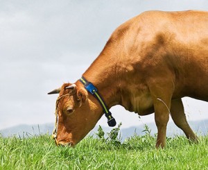 krave dojilje, pametne ovratnice, spremljanje plodnost krav, scr, sensetime, kmetijski zavod bric