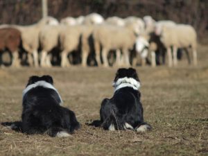 Shake in Uma, border colliji z ovcami