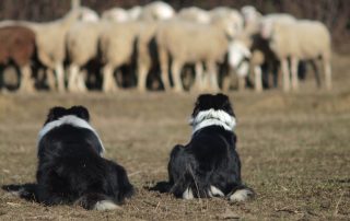Shake in Uma, border colliji z ovcami