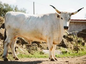 istrsko govedo - bošakrin